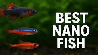 Top 5 Best Nano Fish for Small Tanks | Nano Fish You Should Get for Your Planted Tank