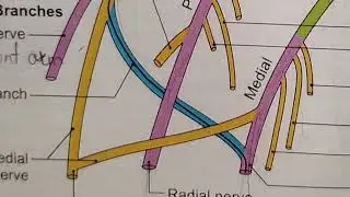 Brachial plexus Anatomy | short revision |