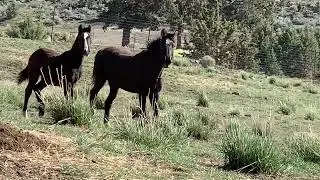 Old friends meeting again