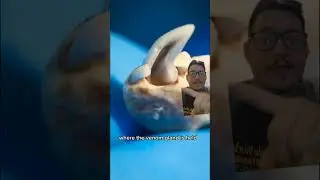 The solenadon is a venomous mammal