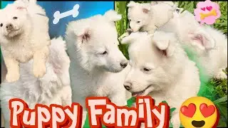 Duniya ka sabse Cute Puppy Dog mil gaya! 😍 | Tommy Vlog #cute #puppylove #indianspitz 