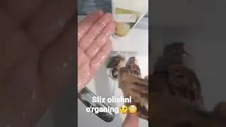Sliz olishni o`rganamiz