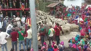 gangi gaun me bhed mela