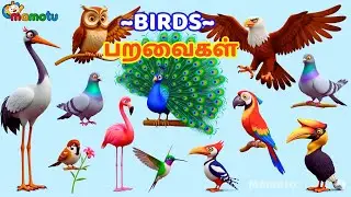 Birds Name | Learn Birds Name video in Tamil & English |@mamotu.