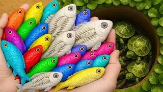 Catching Colorful Aquarium Fish from Giant Egg | Snakehead fish, GloFish, Molly Fish, Baby Turtle