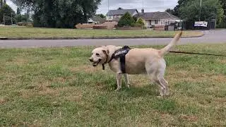 Walk with Sarah. Golden Labrador.