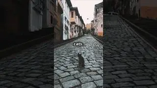Cats, the Black Death, and Pope Gregory IX