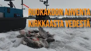 Paljon ahventa - ISOJA KÄY KURKKIMASSA