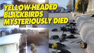 Hundreds of Yellow Headed Blackbirds Mysteriously Died In Mexico