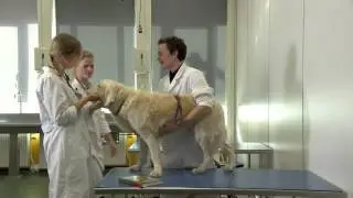 Diergeneeskunde - Universiteit van Utrecht