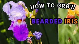 How to Grow Bearded Iris Bulbs: Your Ultimate Guide to Growing Stunning Flowers!| BirdofParadise