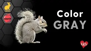 Learn About the Color GRAY! Special Needs Kindergarten Early Education for Children