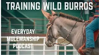 Training Wild Donkeys With Mary Jo Enfield (Everyday Mulemanship Podcast)