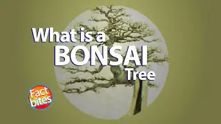 What is a Bonsai tree? Where does it come from?