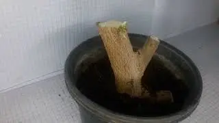 Esqueje de Morera, y resultado 15 dias despues.