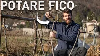 POTARE un GIOVANE FICO, impalcatura e forma di allevamento 