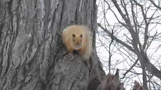 Blonde  Squirrel