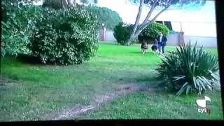 Carea Leon&eacute;s y Mast&iacute;n. Los perros de Le&oacute;n.