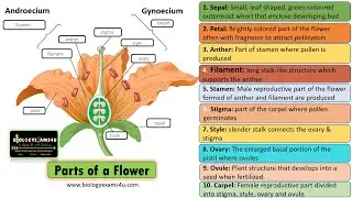 10 Parts and 4 whorls of a Flower
