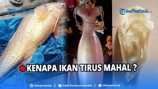 🔴 Harga Selangit Organ Tubuh Ikan Ini Sepadan Kualitas dan Manfaatnya