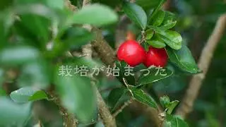 230505アセローラの日op