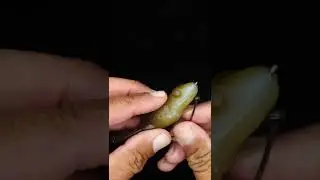 Duratech toad rigging