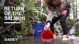 SabeyStories: Return of the Salmon