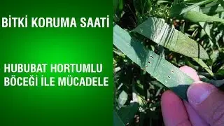 Bitki Koruma Saati - Hububat Hortumlu B&ouml;ceği İle M&uuml;cadele