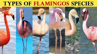 All Types of Flamingo Species
