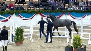 Die Verbandshengste 2020 - Cahil v. Cornet Obolensky-Contender