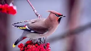 Waxwing call