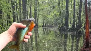 Scouting the Florida Swamp for Deer and Fishing Along the Way