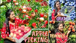 ஒரே மரத்தில் இத்தனை Apple பழங்கள்! | அமெரிக்காவில் Apple Picking | Upick Fruit Farm | USA Tamil VLOG