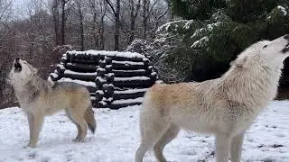 Gray Wolves Howling in Winter