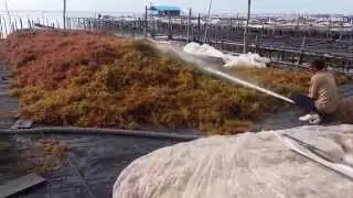 Seaweed Cleansing - Samudera Nusantara