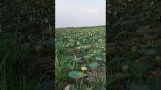151 View of lotus plantations and green fields #Cambodia 2023