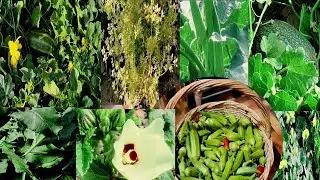 apny kichen garden ki sabzi ka apna maza ha.wo bhi without chemicals @sidrakamagickitchen8981