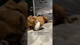 Rescue Dog Transformation | Ivy&rsquo;s Healing Story