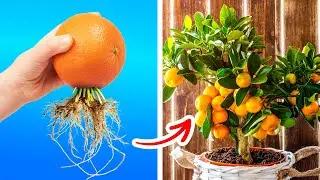 Grandi idee e trucchi per coltivare piante