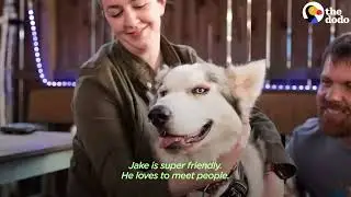 @theDodo  Starving Husky Nearly Gives Up Until A Miracle Happens Kudos