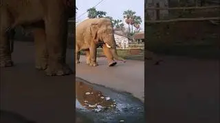 Ramlal Very Calm Elephant 🐘🐘 Of Jhargram, West Bengal...