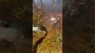 another good one on a popper