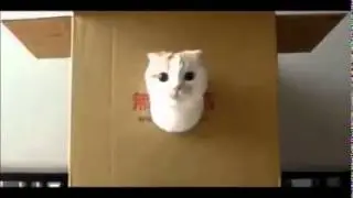 bouncing pussy (Vine)