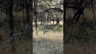 Dustin&rsquo;s boar scratching