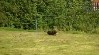 Clicker Trained Sendaway