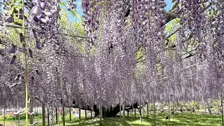 大藤まつり2025～ふじのはな物語（栃木県あしかがフラワーパーク）