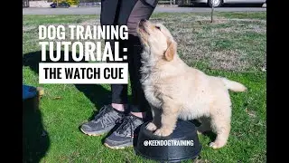 Dog Training Tutorial: The Watch Cue