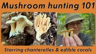 Mushroom hunting 101: Wild chanterelles and fungus ID fundamentals for the Southeastern US