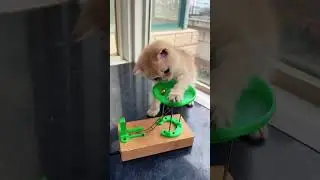 a cat with a little game
