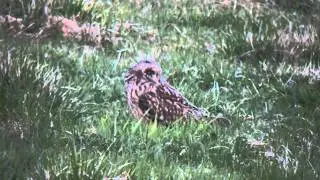 Jorduggla (Asio flammeus) &Ouml;lme Kristinehamn, V&auml;rmland, Sweden 120503